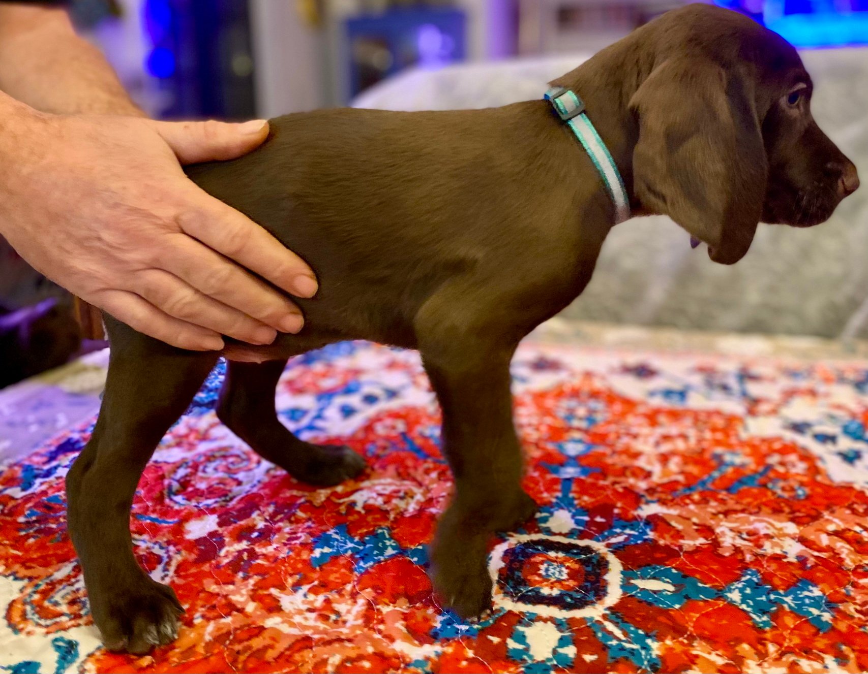 Blue Girl Fall 2025 007