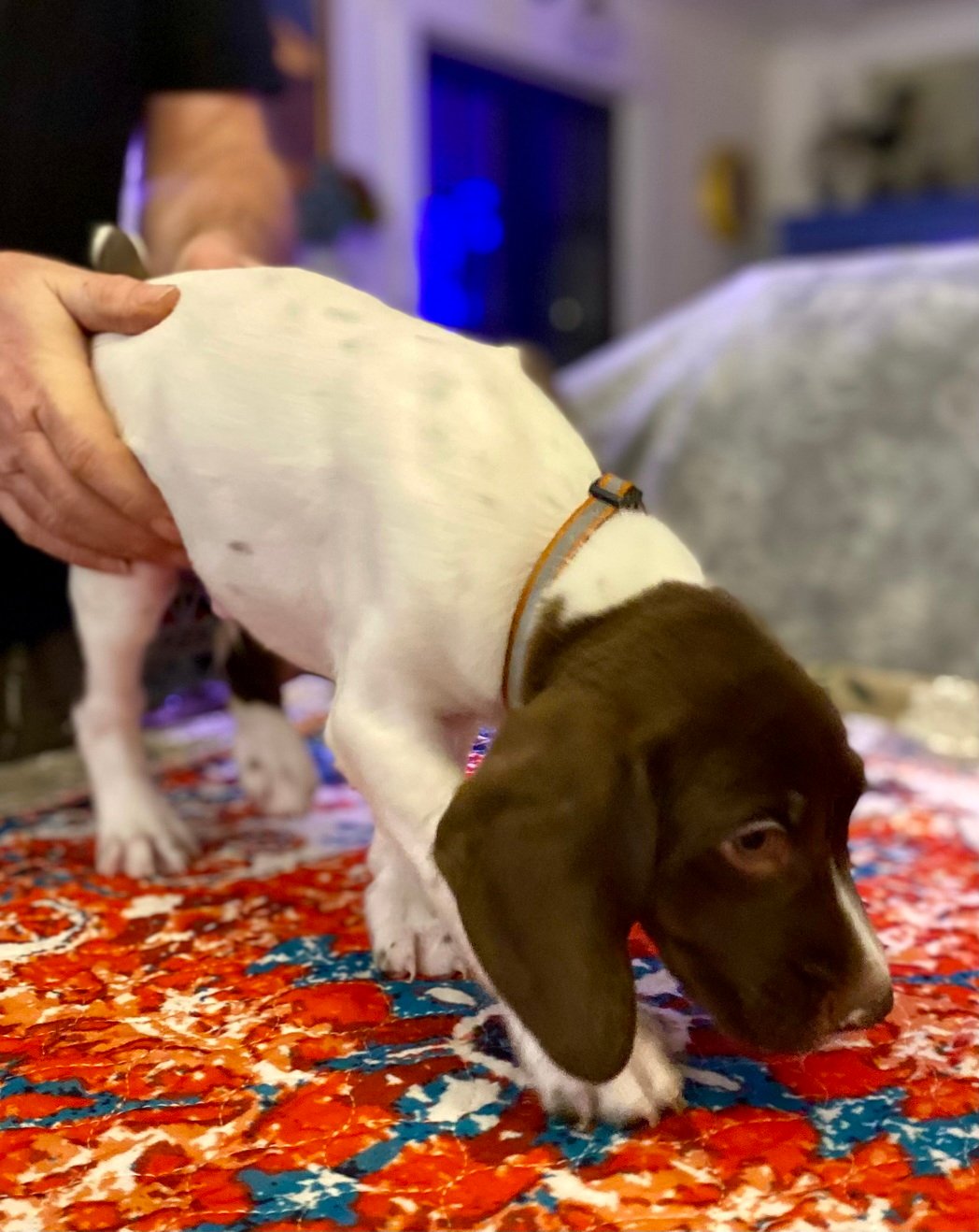 Brown Boy Fall 2025 007